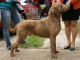 Chesapeake Bay Retriever